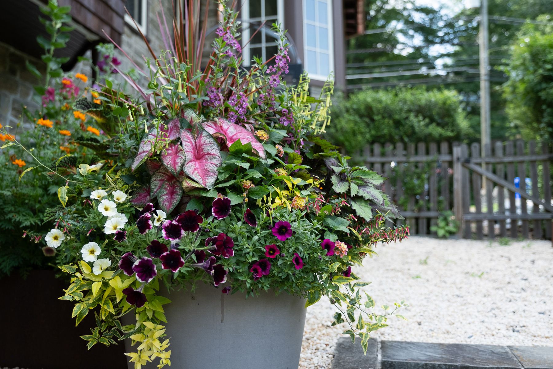 Enliven Planters summer container arrangement